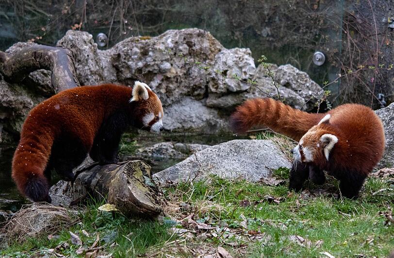 Panda-Mutter Miu mit ihrem Jungtier Shamina.