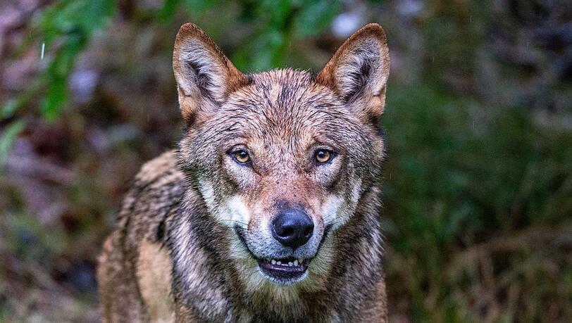 Im Gehege des Nationalparkzentrums Falkenstein im Bayerischen Wald werden W&ouml;lfe gehalten, etliche Artgenossen leben aber mittlerweile auch frei in Bayern. (Archivbild)