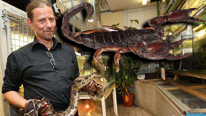 Skorpione der Gattung Euscorpio werden maximal fünf Zentimeter lang. In der Regel haben es Staionsleiter Markus Baur mit Schlangen, Echsen oder Spinnen zu tun. In letzter Zeit aber auch immer häufiger mit Skorpionen. Skorpione der Gattung Euscorpio werden maximal fünf Zentimeter lang. In der Regel haben es Staionsleiter Markus Baur mit Schlangen, Echsen oder Spinnen zu tun. In letzter Zeit aber auch immer häufiger mit Skorpionen.