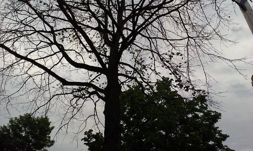 Trostloser Anblick: Einer der drei Baumhaseln am Hans-Mielich-Platz.