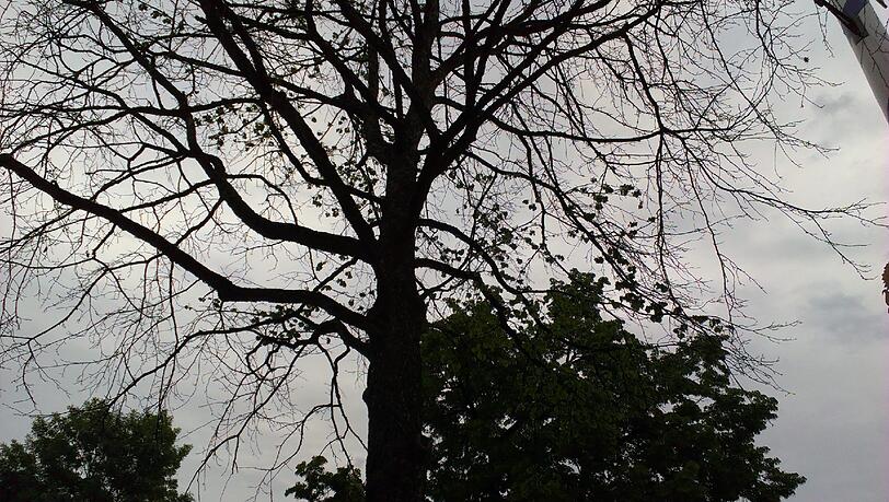 Trostloser Anblick: Einer der drei Baumhaseln am Hans-Mielich-Platz. Trostloser Anblick: Einer der drei Baumhaseln am Hans-Mielich-Platz.