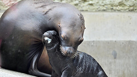 Mähnenrobbe Loreen kümmert sich um ihre Tochter Xana. Das kleine Robben-Weibchen wurde Ende Juli im Tierpark Hellabrunn in München geboren.