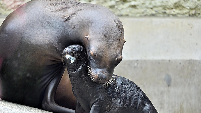 Mähnenrobbe Loreen kümmert sich um ihre Tochter Xana. Das kleine Robben-Weibchen wurde Ende Juli im Tierpark Hellabrunn in München geboren.