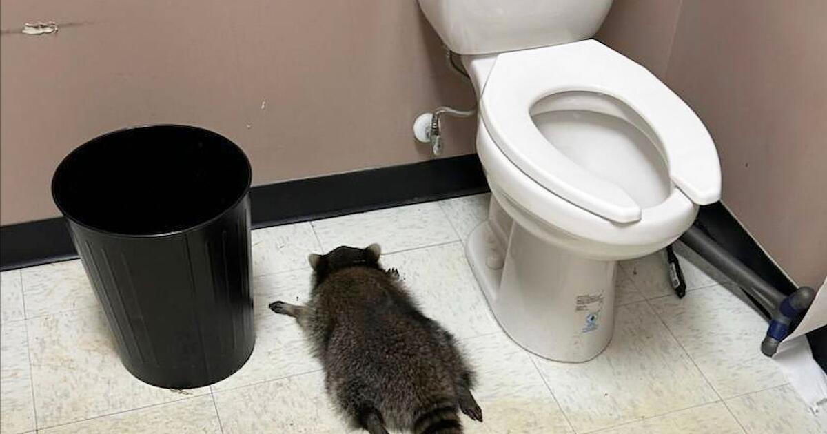 Tiersch-tzer-Waschb-r-betrinkt-sich-bei-Einbruch-in-US-Shop