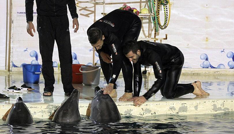 Für die Löwen ging's am Mittwoch noch tierisch zu: Im Delfinarium durften sie mit Flipper & Co. eine Runde schwimmen.