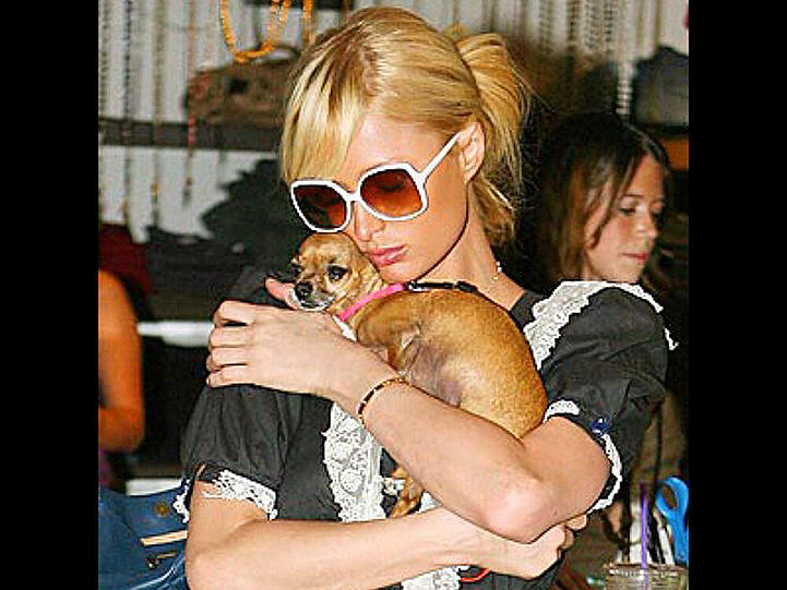 Tinkerbell begleitete Paris Hilton jahrelang auf den roten Teppich