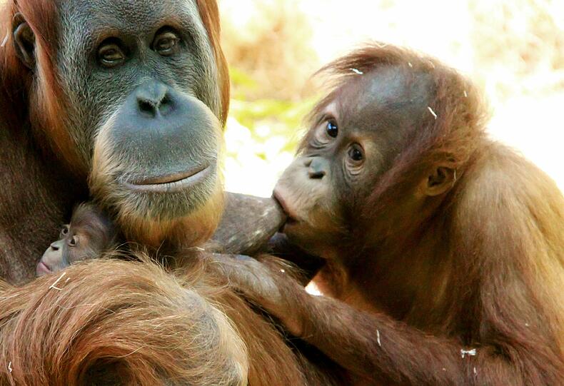 Das Orang-Utan-Baby von Hellabrunn. Die Bilder.