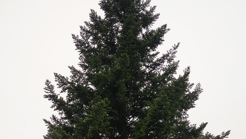 Wie Alt Wird Eine Tanne Hundert Jahre alte Tanne muss Neubau weichen | Abendzeitung München