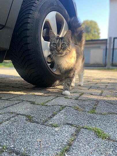 Püppi