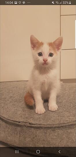 Pete