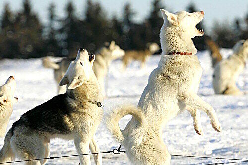 Der Hund gilt als der "beste Freund des Menschen"