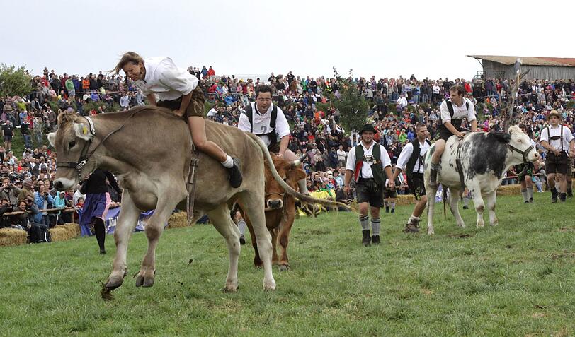 1996 war das Münsinger Ochsenrennen eine beschauliche Gaudi für die Landwirte aus der Gegend. Jetzt sind rund 10.000 Besucher gekommen. Wie Olympia und die Fußball-WM findet auch dieses sportliche Großereignis nur alle vier Jahre statt. Wir waren dabei. Die Bilder von der Gaudi