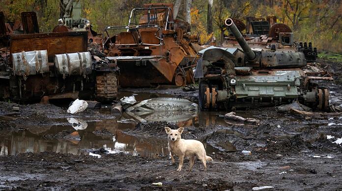 Ein Hund steht in der Nähe russischer Panzer, die bei jüngsten Kämpfen beschädigt wurden.
