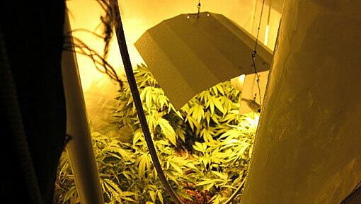 In einer Wohung in Giesing entdeckte die Polizei eine Cannabis-Plantage In einer Wohung in Giesing entdeckte die Polizei eine Cannabis-Plantage