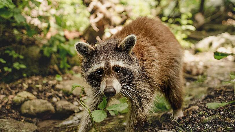 Sieht süß aus, kann aber sehr gefährlich sein: Ein Waschbär - hier eines der neuen Exemplare im Tierpark Hellabrunn.