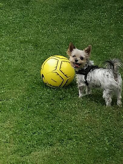 Percy: Ein kleiner Hund, der sich für einen Löwen hält