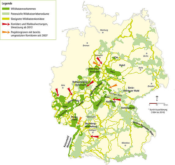 Wildkatzen-Vorkommen und -Korridore in Bayern. Westlich von München führt eine Wanderroute über Jesenwang nach Süden, östlich eine andere durch den Ebersberger Forst.