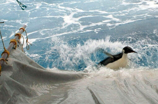 Am Sonntag wurde Pinguin "Happy Feet" von Forschern im Meer ausgesetzt. Nun soll er in seine Heimat, die Antarktis, zurückschwimmen. In der Nähe der Insel Campbell wurde das Tier sanft ins Wasser geschubst - es hatte sich selbst zunächst nicht getraut.