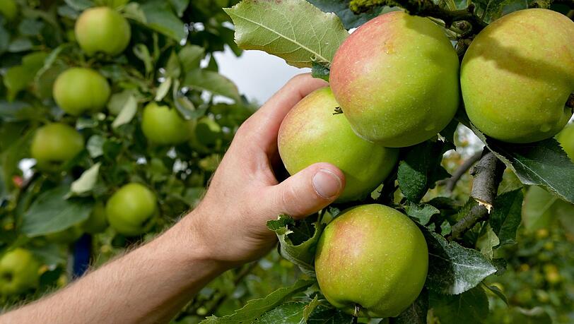 Statt alles abzuernten, können Gärtner etwas Obst für die Tiere lassen Statt alles abzuernten, können Gärtner etwas Obst für die Tiere lassen