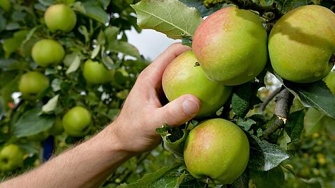 Statt alles abzuernten, können Gärtner etwas Obst für die Tiere lassen