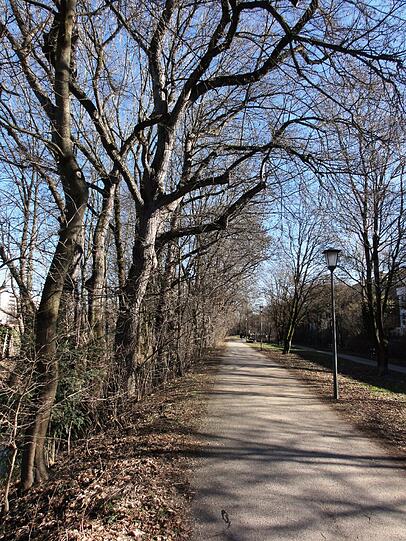 Wegen der Verkehrssicherheit müssen Baumpfleger am Nymphenburg-Biedersteiner-Kanal Äste und Totholz entfernen.