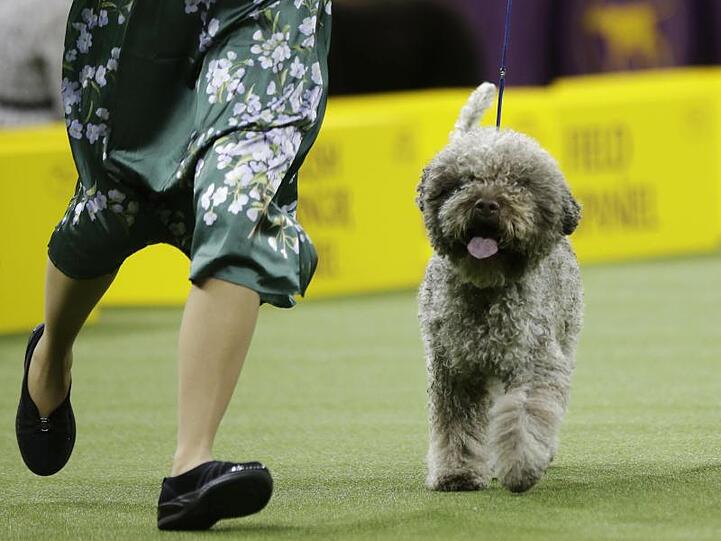 Ein Lagotto Romagnolo bei der HUndeshow in Nerw York.