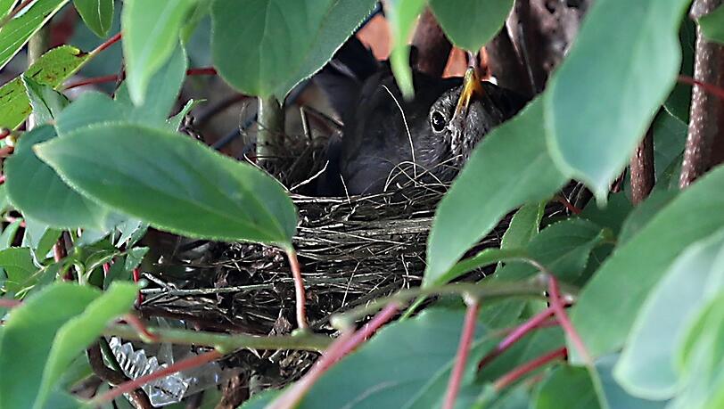 Diese Landshuter Altstadt-Amsel wird zum TV-Star. Diese Landshuter Altstadt-Amsel wird zum TV-Star.