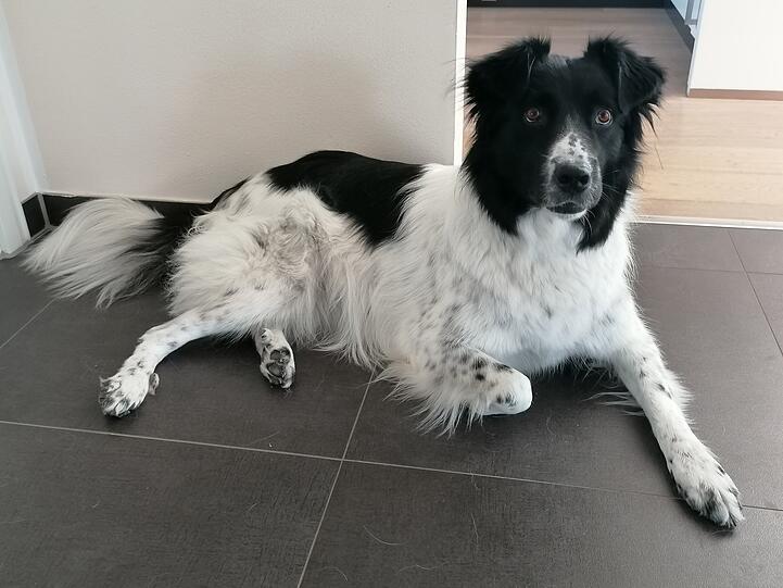 Maya