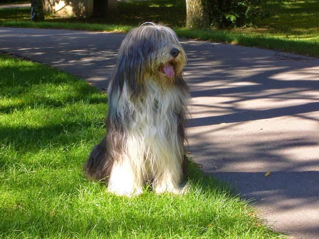 "Balou, den ich immer noch vermisse" - vielen Dank für das Foto, Chrissy!