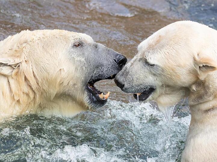 Zwei Eisbären spielen im Wasserbecken ihres Geheges im Tiergarten Nürnberg. Foto: Daniel Karmann/dpa/Archivbild
