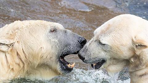 Zwei Eisbären spielen im Wasserbecken ihres Geheges im Tiergarten Nürnberg. Foto: Daniel Karmann/dpa/Archivbild