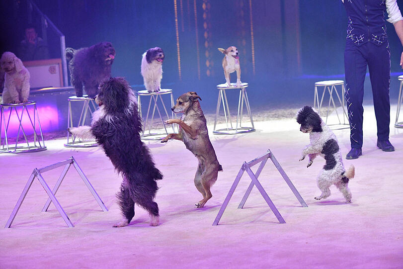 Gleich mehrere Hunde wackelten auf zwei Beinen durch die Manege