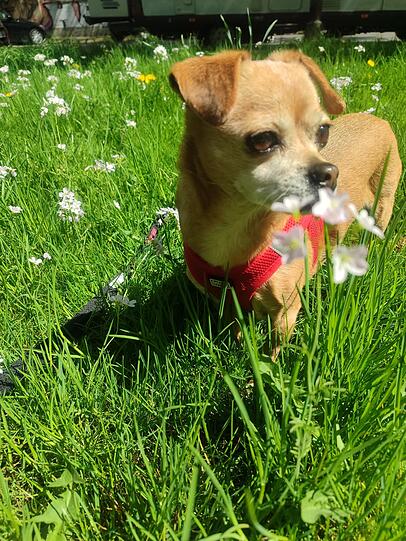 Sina: Verschmust, liebevoll und aufgeweckt zaubert sie (fast) allen Menschen ein Lächeln ins Gesicht. Sie ist Krankenschwester, Therapeutin und Clown in einem Hund. Bei Besuchen in Pflegeheimen ist sie der Star bei Bewohnern und Personal. Selbst Menschen, die eigentlich kein Hund mögen, kriegt sie rum.
