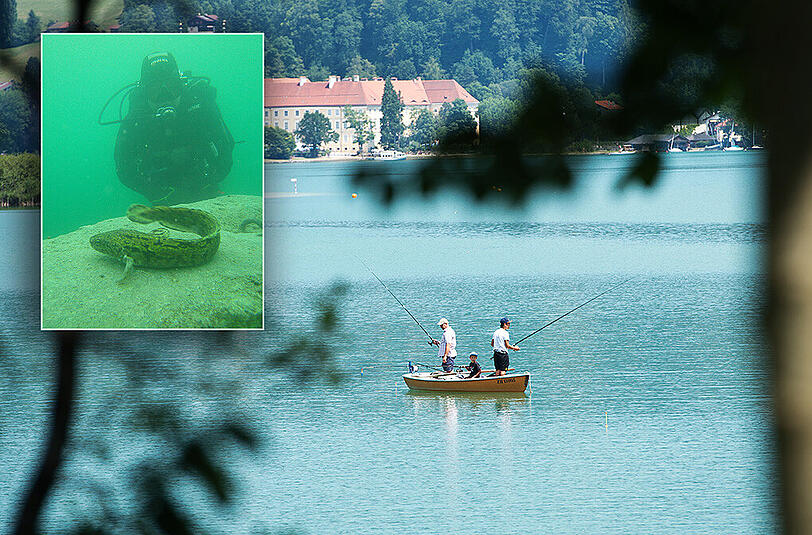 Angler versuchen am Tegernsee ihr Glück. Momentan dürften sie es schwer haben, wie Tauchlehrer Nicki Groiss sagt. Fischarten wie die Aalrutten (kleines Bild) sieht er bei seinen Tauchgängen immer seltener.