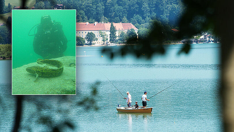 Angler versuchen am Tegernsee ihr Glück. Momentan dürften sie es schwer haben, wie Tauchlehrer Nicki Groiss sagt. Fischarten wie die Aalrutten (kleines Bild) sieht er bei seinen Tauchgängen immer seltener. Angler versuchen am Tegernsee ihr Glück. Momentan dürften sie es schwer haben, wie Tauchlehrer Nicki Groiss sagt. Fischarten wie die Aalrutten (kleines Bild) sieht er bei seinen Tauchgängen immer seltener.