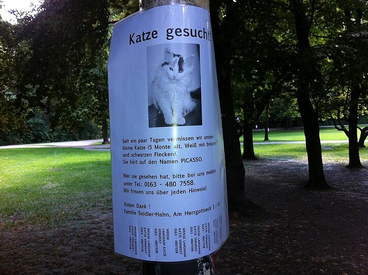 ... so sieht die Katze aus. Sie hört auf den Namen Picasso.