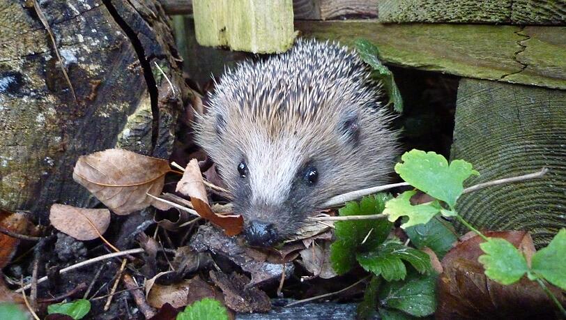 Für Igel ist Laub wichtig, denn dort lebt seine Nahrung.