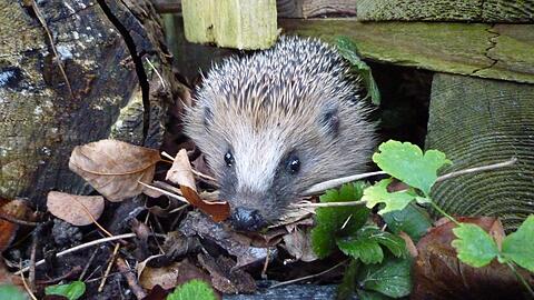 Für Igel ist Laub wichtig, denn dort lebt seine Nahrung.