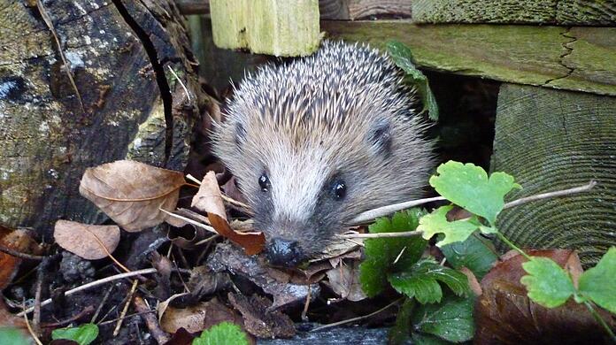 Für Igel ist Laub wichtig, denn dort lebt seine Nahrung.