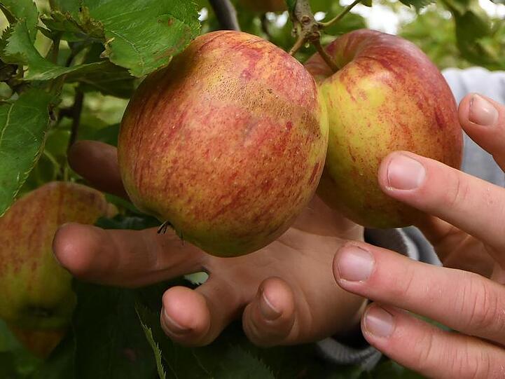 Ein Obstbauer erntet Äpfel der Sorte "Jonagored". Bald beginnt wieder die Ernte in Deutschland.