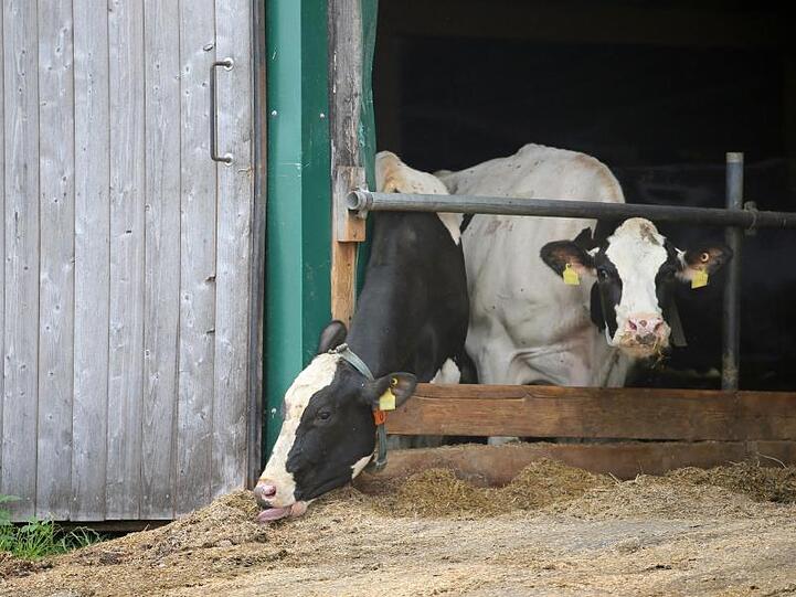 Kühe stehen in einem landwirtschaftlichen Großbetrieb in einem Stall. Foto: Karl-Josef Hildenbrand
