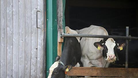 Kühe stehen in einem landwirtschaftlichen Großbetrieb in einem Stall. Foto: Karl-Josef Hildenbrand