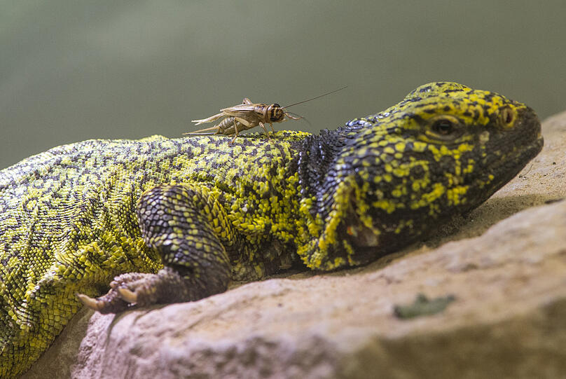 Eine nordafrikanische Dornschwanzagame (Uromastyx acanthinura).
