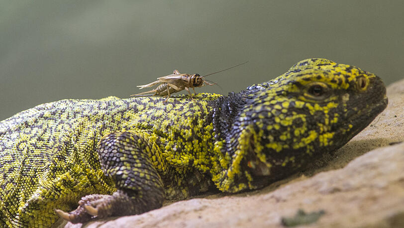 Eine nordafrikanische Dornschwanzagame (Uromastyx acanthinura). Eine nordafrikanische Dornschwanzagame (Uromastyx acanthinura).
