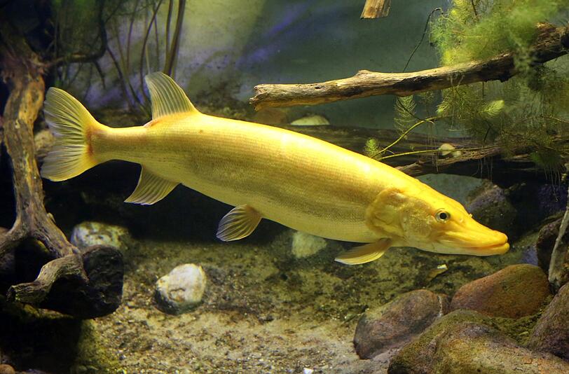 Nach der Einweihung seines neuen Beckens schwimmt ein goldener Hecht im Müritzeum in Waren (Mecklenburg-Vorpommern). Bei dem Raubfisch handelt es sich um einen extrem seltenen Albino. Der Hecht wurde 2012 von einem Fischer mit einer Reuse im Malchiner See gefangen und lebte seitdem in der Quarantänestation.