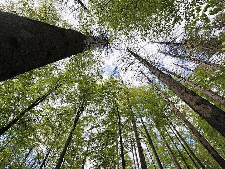 Bäume ragen im Nationalpark Bayerischer Wald in den Himmel.