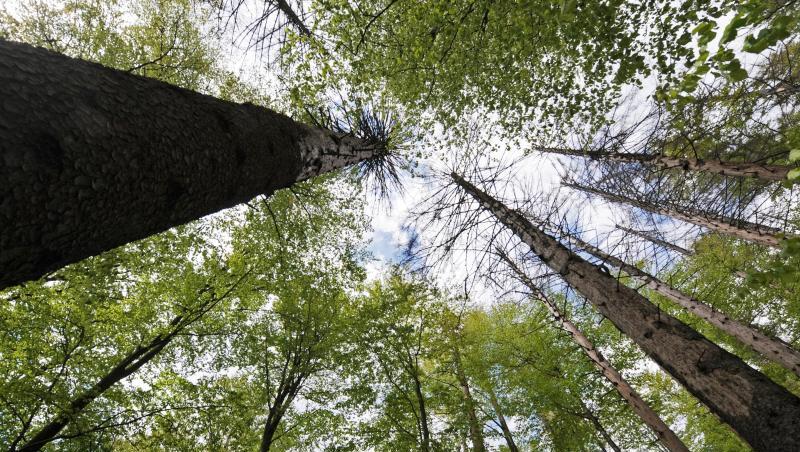 Bäume ragen im Nationalpark Bayerischer Wald in den Himmel. Bäume ragen im Nationalpark Bayerischer Wald in den Himmel.