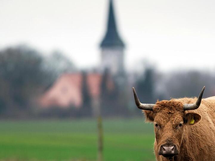 Ein braunes Rind steht auf einer Weide. Foto: Soeren Stache/dpa-Zentralbild/ZB/Symbolbild
