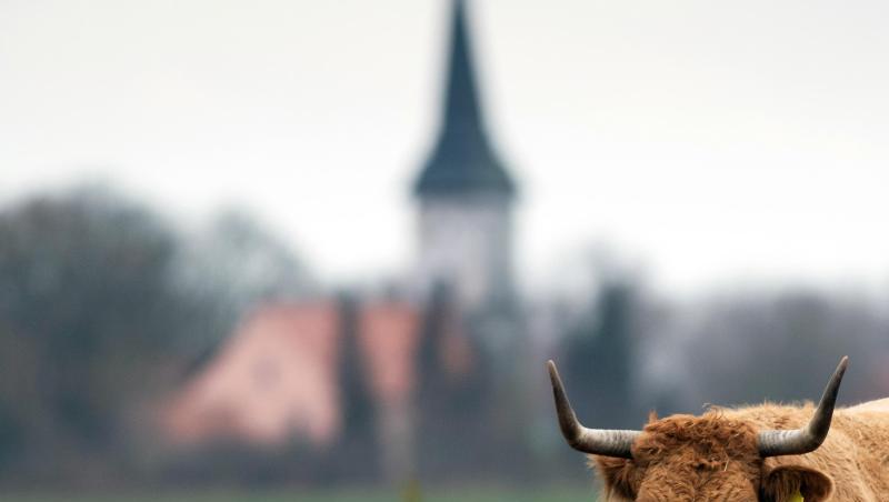 Ein braunes Rind steht auf einer Weide. Foto: Soeren Stache/dpa-Zentralbild/ZB/Symbolbild Ein braunes Rind steht auf einer Weide. Foto: Soeren Stache/dpa-Zentralbild/ZB/Symbolbild
