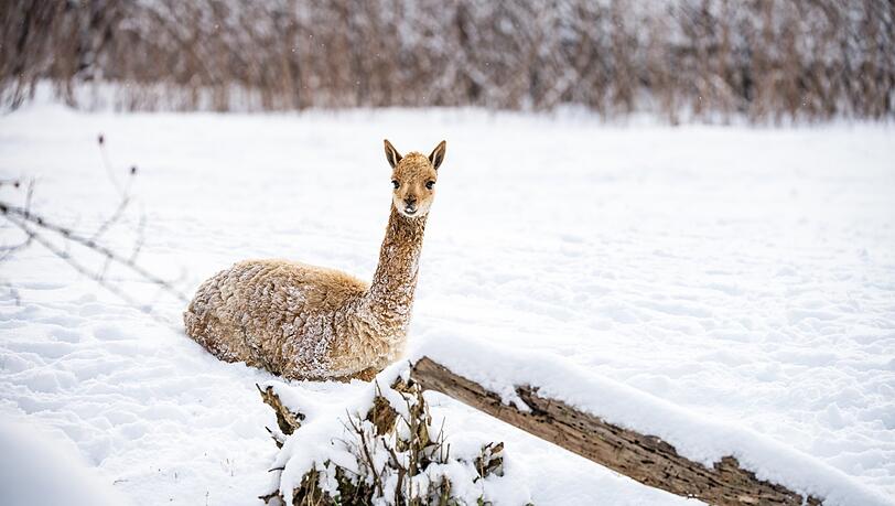 Ein Vikunja im verschneiten Tierpark. Der Zoo ist wegen Corona derzeit geschlossen.